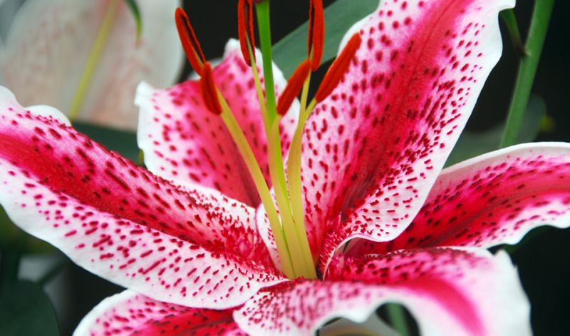 Dark Pink L.A. Hybrid Lily