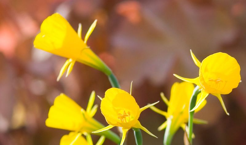 Narcissus Bulbocodium hybrids