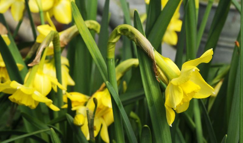 Trevithian Daffodil:Daffodil Bulbs