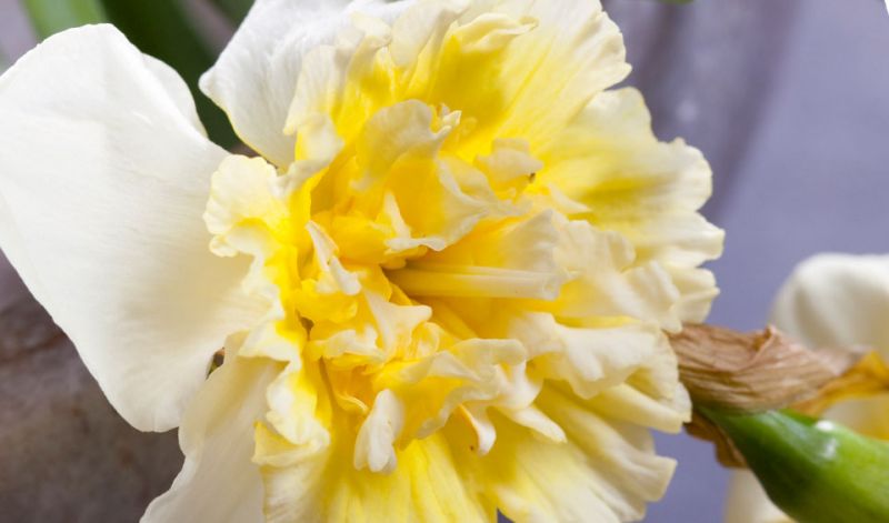 Narcissus Split-Corona type