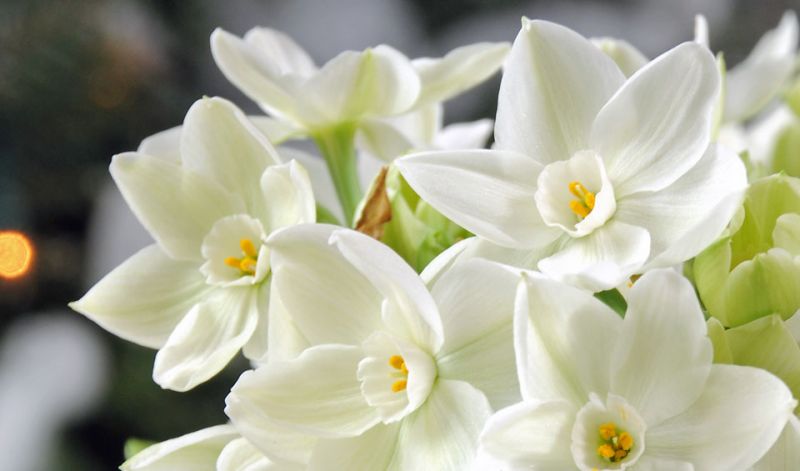 Paperwhite Narcissus / Narcissus Tazetta type