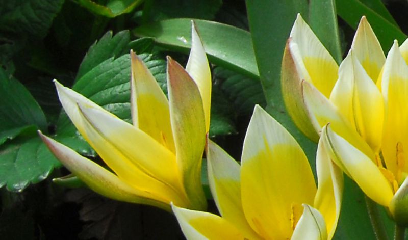 Tulipa tarda / Tulipa dasystemon