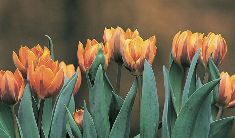 Tulipa Triumph group