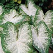 Caladium Fancy-leafed form