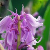 Hyacinthoides hispanica / Endymion hispanicus / Scilla hispanicus