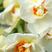 Narcissus Double type
