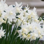 Narcissus Other cultivars