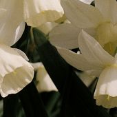 Narcissus Triandus type