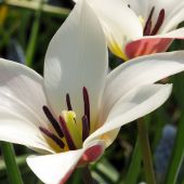 Tulipa clusiana / Tulipa stellate