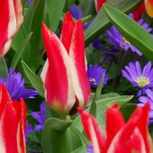 Tulipa Greigii group