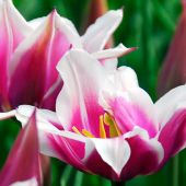 Tulipa Lily-flowered group