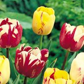 Tulipa Rembrandt group