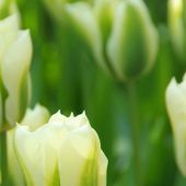 Tulipa Viridiflora group