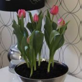 Indoor Potted Bulbs - Tulips