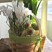 Indoor Potted Bulbs - Daffodils & Crocu